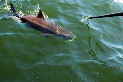 Nice Cobia coming in for the Gaff Shot