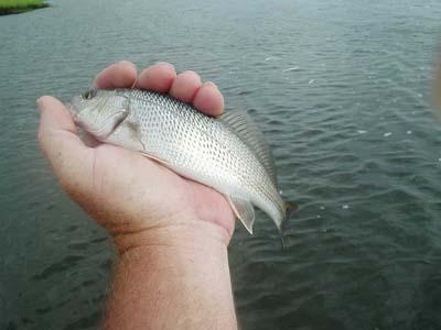 my WHOPPER redfish at 10 inches.