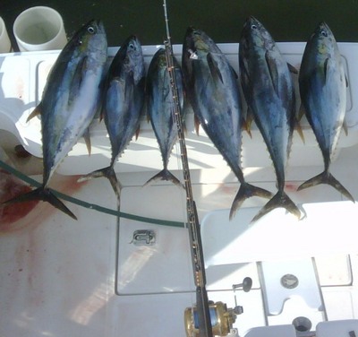  6 Yellowfin tuna