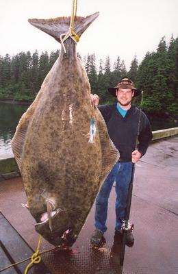 420 lb. Halibut caught on 80 lb. Tuff-Line XP.