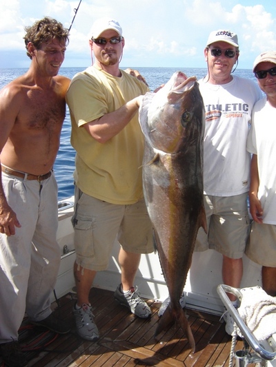 90lb Golden Amberjack