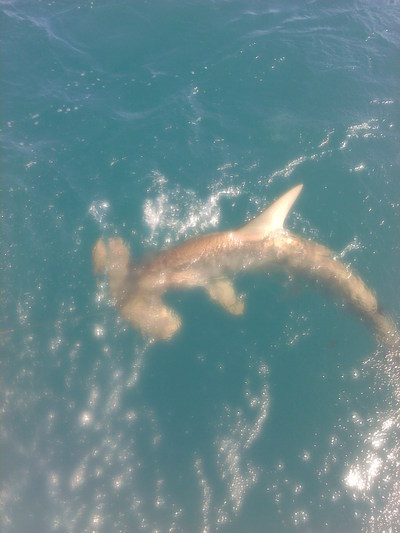 hammerhead shark