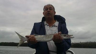 Sea Pike (Pick Handle Barracuda)