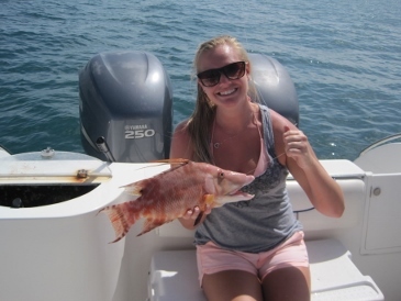 17-inch hogfish, on shrimp