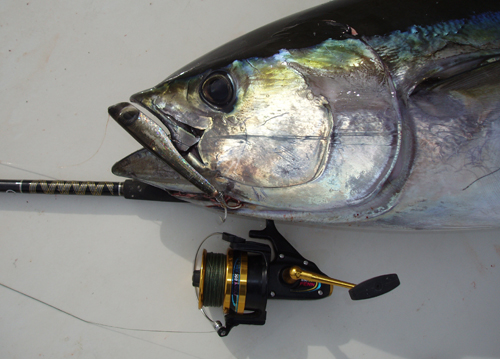 Tuna Can't Resist a FRENZY Angry Popper