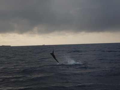 Tailwalking Sailfish