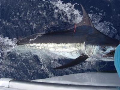 Blue marlin in Fiji