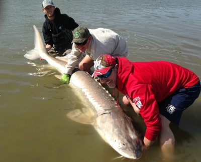 8 feet and 4 inches White Sturgeon