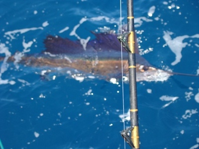 Katy's Sailfish next to boat