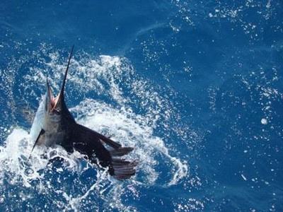 Donald's fish at the side of the boat