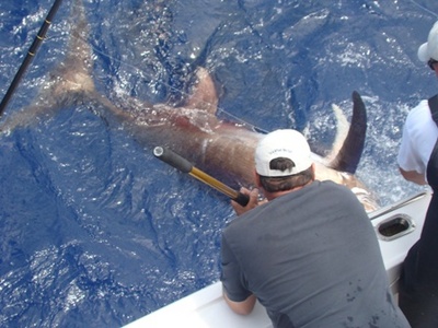 A Hand Full At The Boat