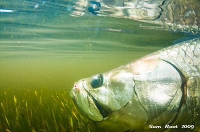 Underwater Tarpon Photo