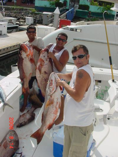 Cubera Snapper or Dog Tooth Snapper up  to 80 lbs