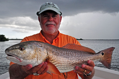 Fat Matlacha Pass Redfish