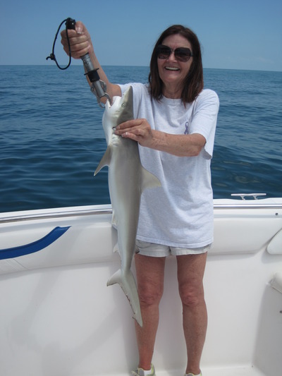 35-inch blacknose on shrimp, released