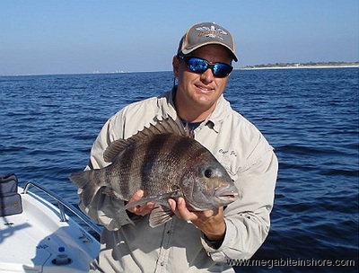 Capt. John with a nice 7+lb Sheepshead