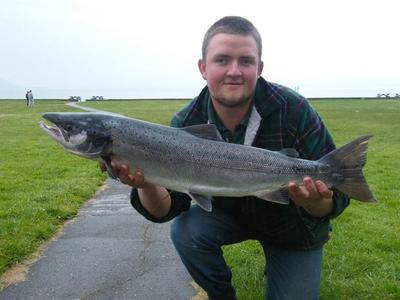 wild Atlantic Salmon