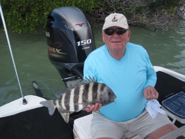 19 1/2-inch sheepshead, on live shrimp
