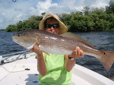 This huge thirty-three inch redfish ate a live pinfish in Matlacha Pass and gave an incredible fight.