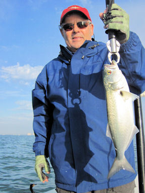Bill Moore Sarasota Bay CAL jig blue