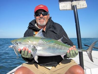 Bill Moore, from Libertyville, IL, caught and released this big false albacore on a top water plug while fishing the coastal gulf in Sarasota with Capt. Rick Grassett.