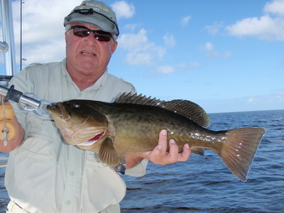 This twenty-four inch Gag Grouper ate a live pinfish in less than five feet of water