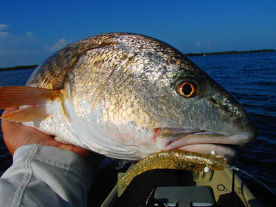Redfish taken on a D.O.A. shrimp (gold glitter)