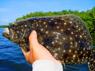 This fine flounder fell for a gold glitter D.O.A. Shrimp