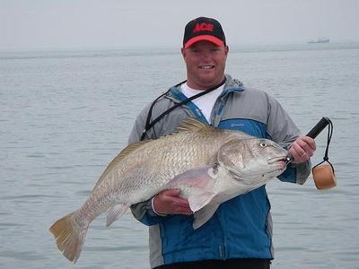 44 LB Black Drum Tampa Bay