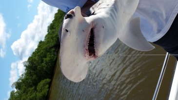 bonnethead close-up