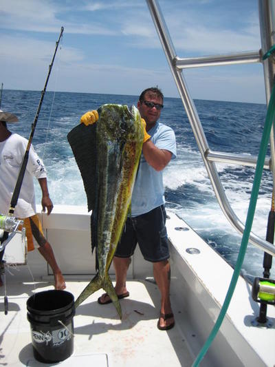 Brain Delphia Dorado