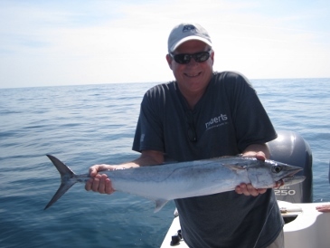 31-inch king mackerel, on shrimp
