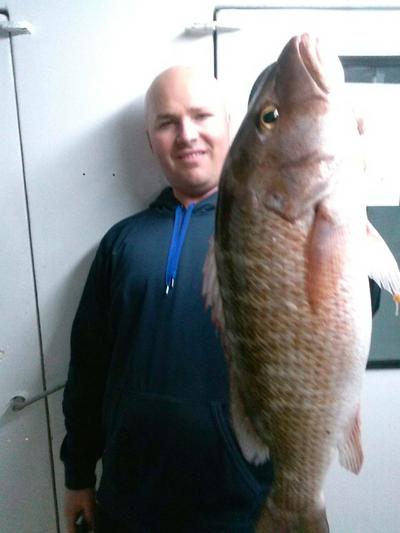 Nice size mangove snapper