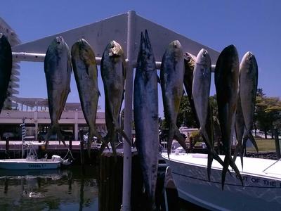 Wahoo and dolphin catch today