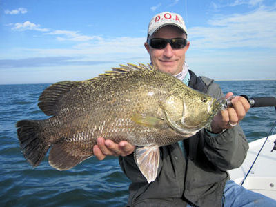 Capt. Chris Myers Sarasota DOA shrimp 9 pound tripletail caught and released with Capt. Rick Grassett.