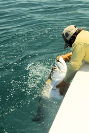 Capt. Rick Grassett landing Dave Reinhart's Sarasota catch and release tarpon