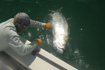 Capt. Rick Grassett leaders a tarpon caught and released in the coastal gulf in Sarasota on a live pinfish while fishing with Capt. Rick Grassett.
