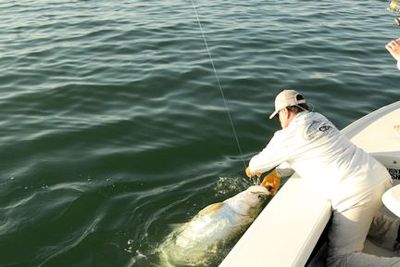 Capt. Rick Grassett lands a tarpon caught and released by James Notari, from Austin, TX, while fishing the coastal gulf in Sarasota.