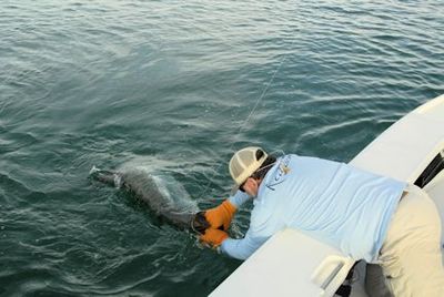 Capt. Rick Grassett landing Sarasota fly tarpon
