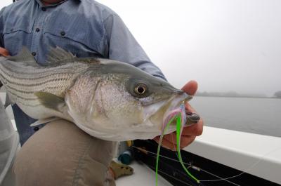 Photo Barry Beck: Casco Bay striper