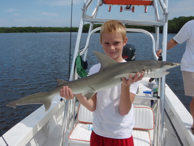 Tampa Bay Sharks Haven't left yet