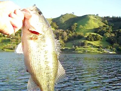 Picture of size of Bass biting at Chesbro Dam