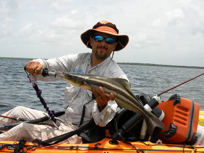 Cobia by Saint James City,FL