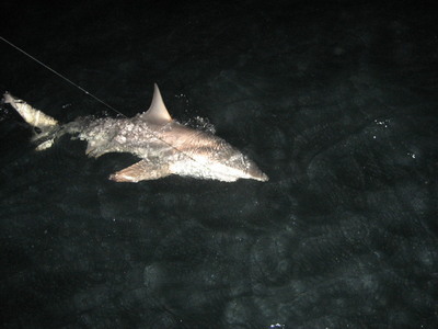 5' released at mean as ever