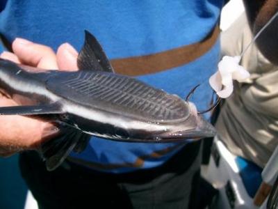 Remora