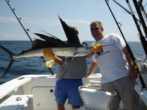 sailfish