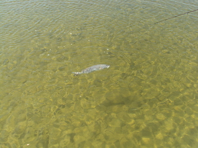 Pensacola's sightfishing at it's finest