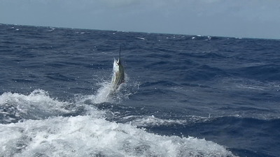 Sailfish