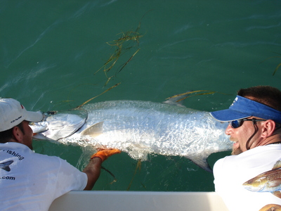 Tarpon At Boat