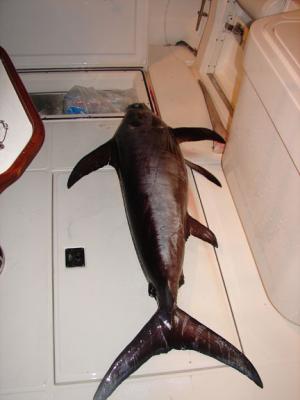 Liquid Gold Swordfish!